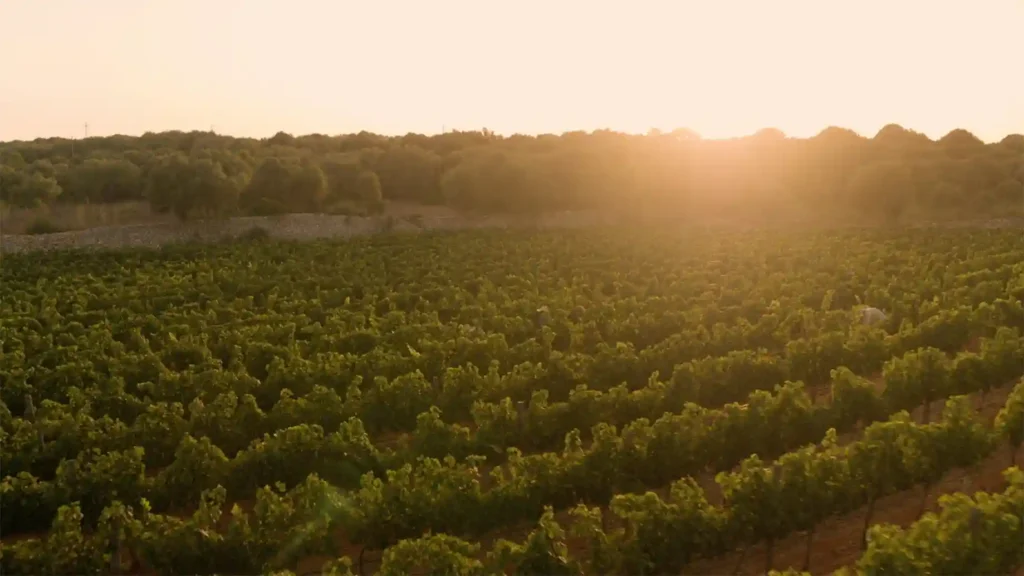Winery Torralbenc Menorca