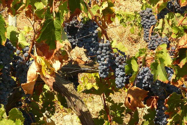 bodegas menorquinas wine Menorca