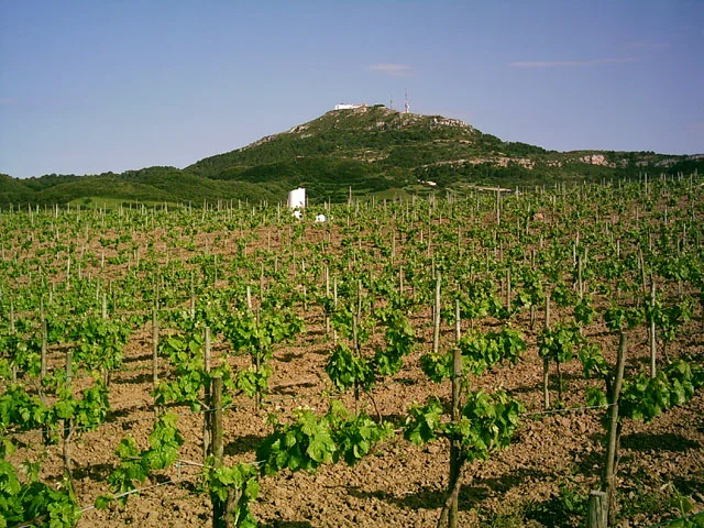 bodegas menorquinas winery