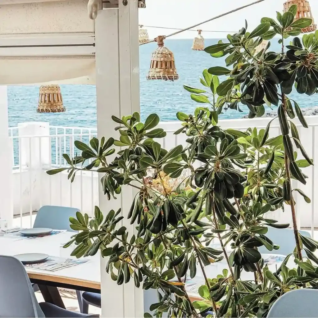 calamar restaurant binibeca
