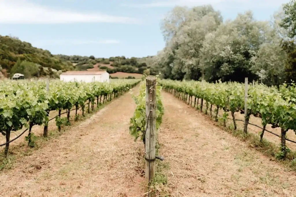 hort de sant patrici winery Menorca
