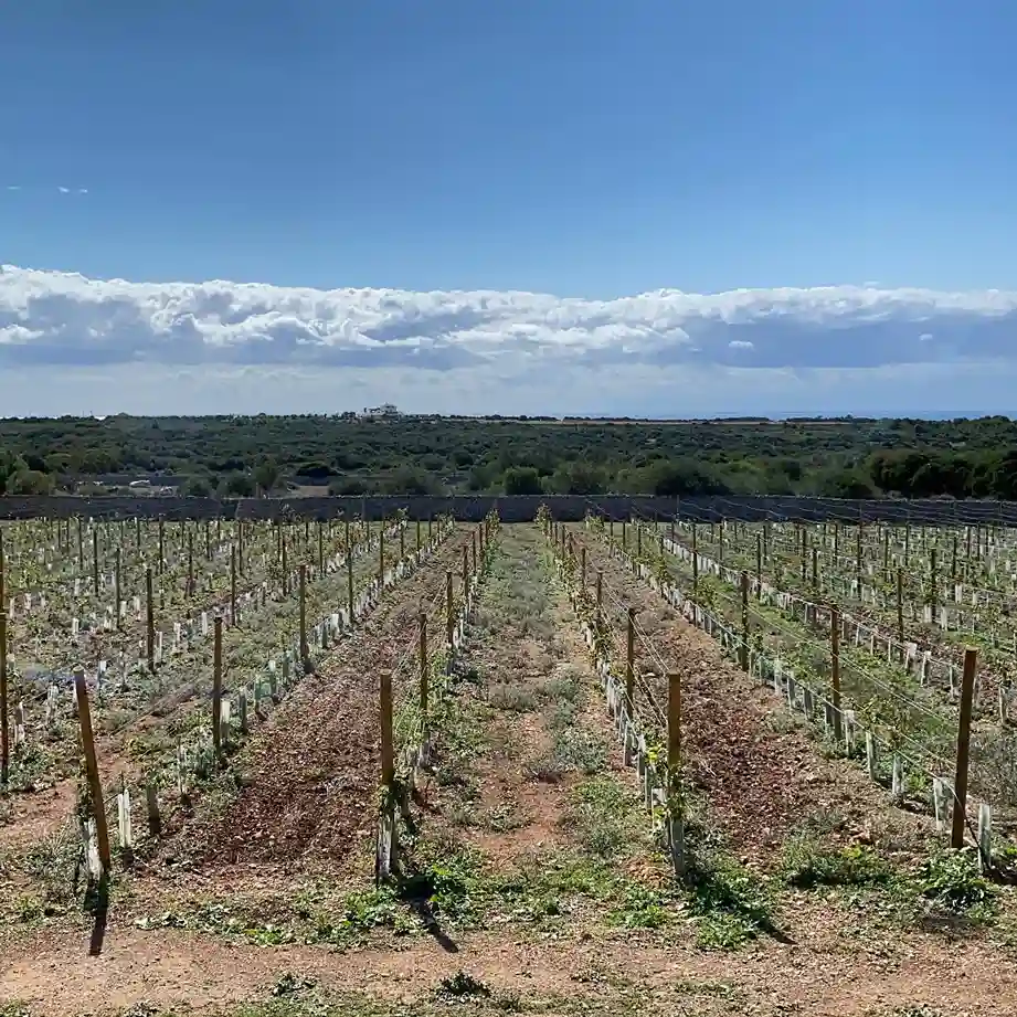 sa-forana-menorca-wines