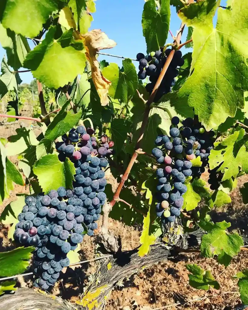 sa marjaleta wines menorca