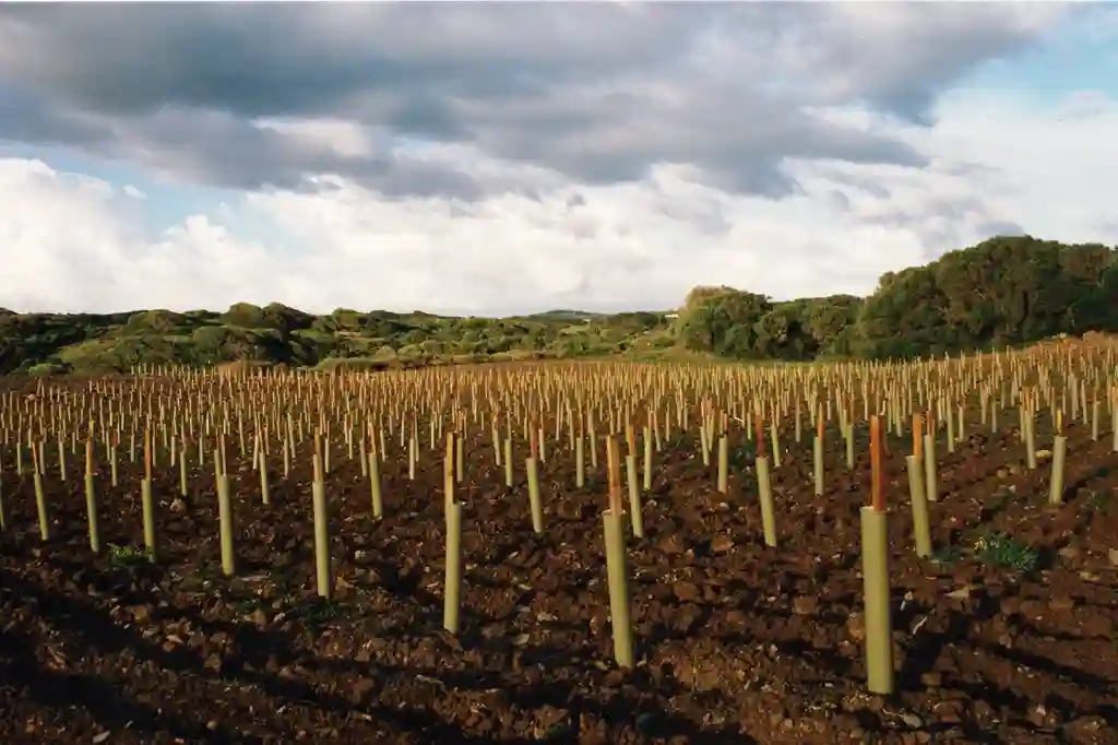 sacuida menorca wines